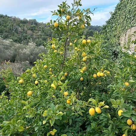 Orange Tree House * Sipanska Luka (Sipan)