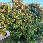 Casa vacanze Orange Tree House *