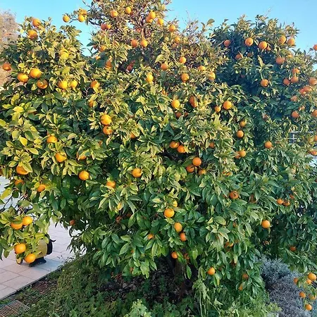 Сasa de vacaciones Orange Tree House *