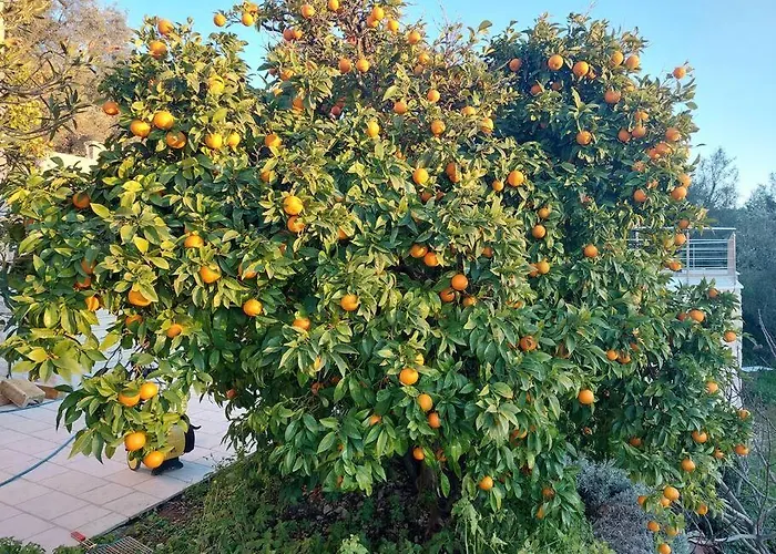 بيت للعطل Orange Tree House *